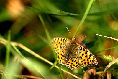 Close-up of butterfly perching on plant