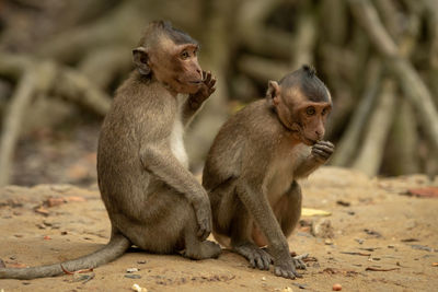 One long-tailed macaque sits behind another eating