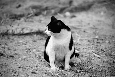 View of a dog looking away