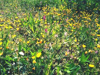 Yellow flowers growing on field