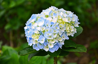 Close-up of hydrangea blooming outdoors