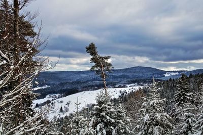 Scenic view of forest against sky during winter