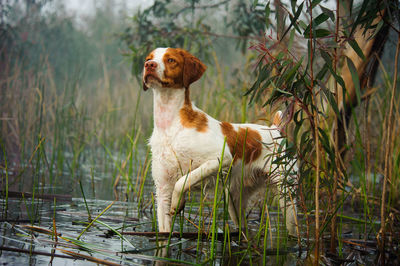 Alert dog in shallow water looking away