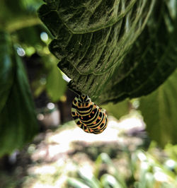 Close-up of insect on leaf