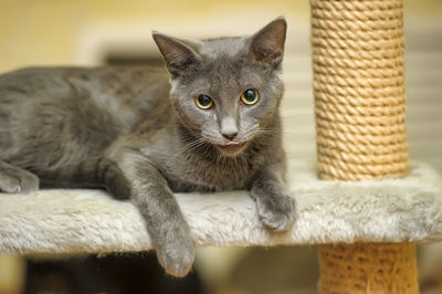 Close-up portrait of a cat