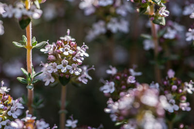 Close-up of blossoms from thyme