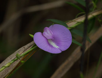 Close-up of purple flowering plant