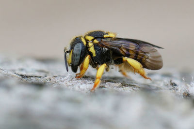 Detailed closeup on a cute colorful small female european rotund resin bee, anthidiellum strigatum