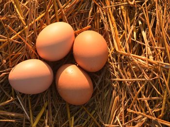 High angle view of eggs in nest