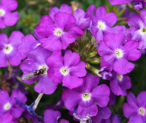 Close-up of purple flowers