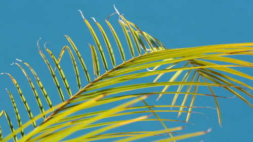 Low angle view of tree against clear blue sky