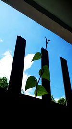 Low angle view of silhouette birds against sky