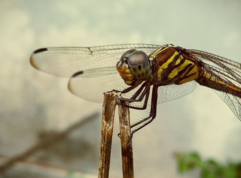 Close-up of dragonfly on twig