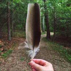 Cropped image of hand holding tree