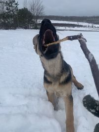 My puppy playing with a stick