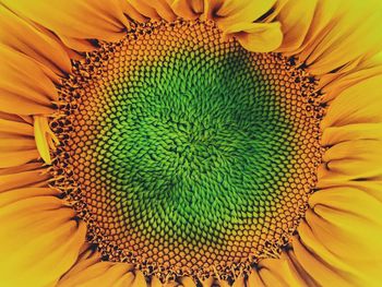 Close-up of sunflower