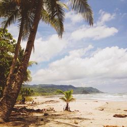 Palm trees on beach