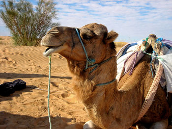 Camel sitting on sand in desert