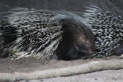 Side view of giant porcupine
