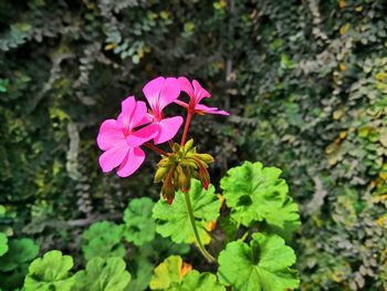 Close-up of pink flowering plant