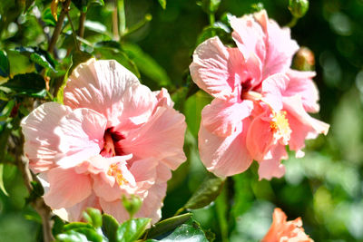 Close-up of pink flowering plant