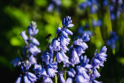 Close-up of purple flowering plants