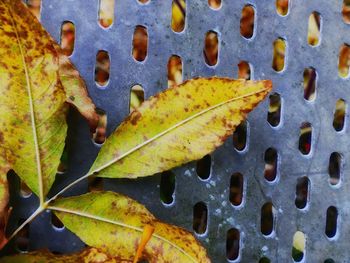 Close-up of leaf