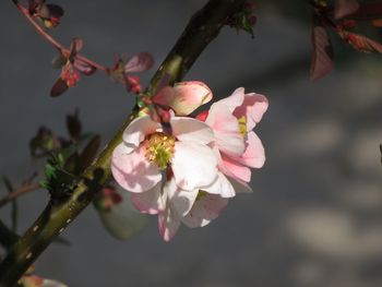 Close-up of pink cherry blossoms in spring