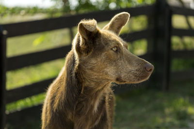 Close-up of a horse looking away