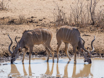 Two greater kudu antelopes drinking water, etosha national park, namibia