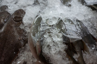 Close-up of ice cream for sale