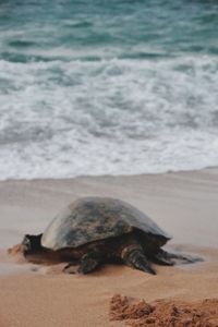 View of a turtle on beach