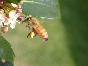 Close-up of bee on flower