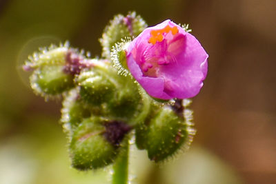 Close-up of pink rose