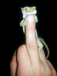 Close-up of hand holding lizard against black background