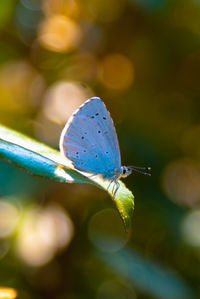 Close-up of butterfly on leaf