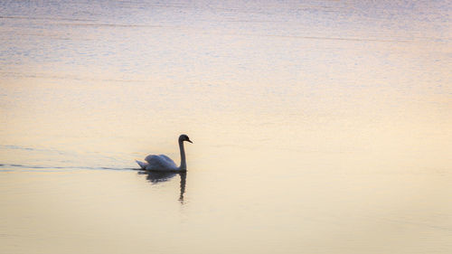 Bird swimming in lake