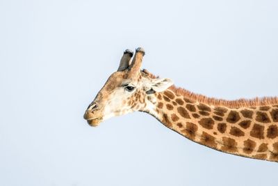 Giraffe against clear sky