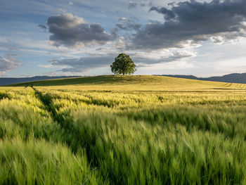 Scenic view of agricultural field against sky