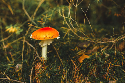 Close-up of mushroom growing on field