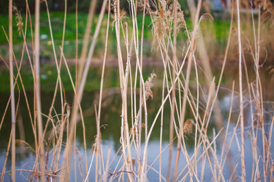 Close-up of plants growing on field