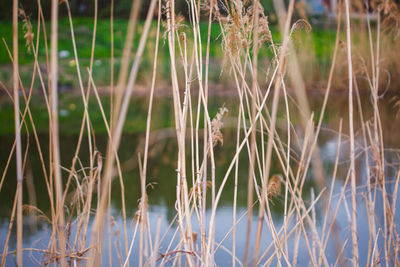 Close-up of plants growing on field