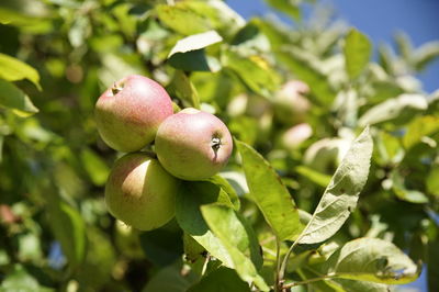 Close-up of apples on tree