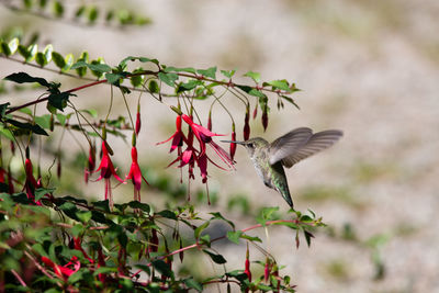 View of flowering plant