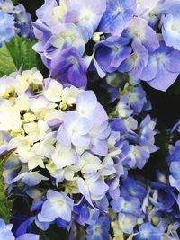 Purple flowers blooming in spring