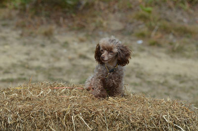 Cute brown toy poodle sitting on a bail of hay.