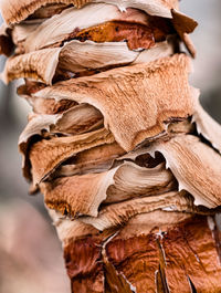 Close-up of mushrooms on wood