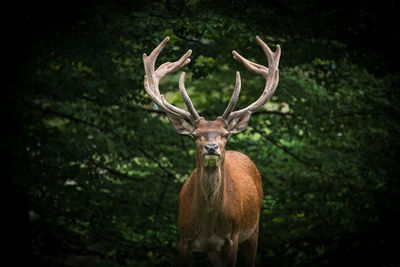 Portrait of deer standing against trees in forest