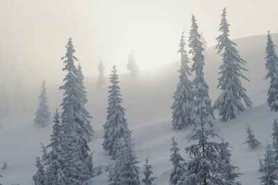Snow capped pine trees with fog landscape photo