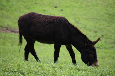 Horse grazing in field